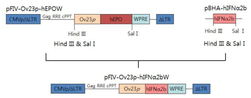 Construction of pFIV-Ov23p-hIFNα2bW lentivirus vector for oviduct-tissue specific hIFNα2b expression. CMVp/ΔLTR, hybrid CMV promoter-R/U5 long terminal repeat; Gag, a small part of the gag-coding sequence necessary for packaging; RRE, Rev response element; cPPT, central polypurine tract; Ov23p, 2.3 Kb ovalbumin promoter; hEPO, human erythropoietin gene; WPRE, woodchuck hepatitis virus posttranscriptional regulatory element; hIFNα2b, human interferon alpha 2b gene; ΔLTR, self-inactivating ΔLTR with deletion in U3 region