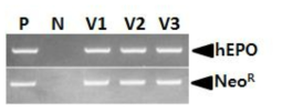 RT-PCR analysis of the hEPO gene in viral RNA. Lane P, plasmid DNA (pLNC-hEPOW) as positive control; lane N, negative control; lane V1, V2 and lane V3, LNC-hEPOW virus