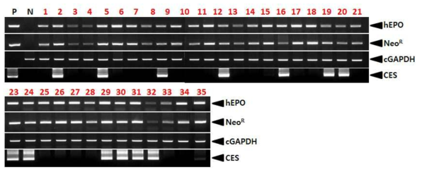 PCR analyses of G0 LNC-hEPOW transgenic chickens in the first experiment. Genomic DNA was isolated from the blood of 35 hatched chickens and was subjected to PCR analysis. For positive (Lane P) and negative (Lane N) controls, plasmid DNA (pLNC-hEPOW), and genomic DNA isolated from non-transgenic chicken blood were used, respectively