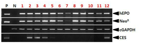 PCR analyses of G0 LNC-hEPOW transgenic chickens in the second experiment. Genomic DNA was isolated from the blood of 12 hatched chickens and was subjected to PCR analysis. For positive (Lane P) and negative (Lane N) controls, plasmid DNA (pLNC-hEPOW), and genomic DNA isolated from non-transgenic chicken blood were used, respectively