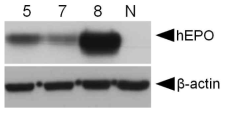 Western blotting analysis of G0 LNC-hEPOW transgenic chickens. For negative (Lane N) controls, non-transgenic chicken serum was used