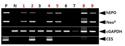 PCR analyses of G0 LNC-hEPOW transgenic chickens in the third experiment. Genomic DNA was isolated from the blood of 9 hatched chickens and was subjected to PCR analysis. For positive (Lane P) and negative (Lane N) controls, plasmid DNA (pLNC-hEPOW), and genomic DNA isolated from non-transgenic chicken blood were used, respectively