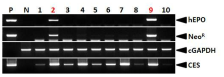 PCR analyses of G0 LNC-hEPOW transgenic chickens in the forth experiment. Genomic DNA was isolated from the blood of 10 hatched chickens and was subjected to PCR analysis. For positive (Lane P) and negative (Lane N) controls, plasmid DNA (pLNC-hEPOW), and genomic DNA isolated from non-transgenic chicken blood were used, respectively