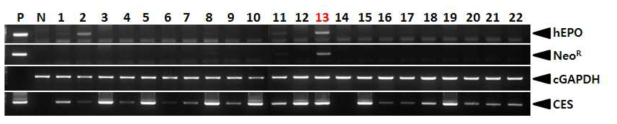 PCR analyses of G0 LNC-hEPOW transgenic chickens in the fifth experiment. Genomic DNA was isolated from the blood of 22 hatched chickens and was subjected to PCR analysis. For positive (Lane P) and negative (Lane N) controls, plasmid DNA (pLNC-hEPOW), and genomic DNA isolated from non-transgenic chicken blood were used, respectively