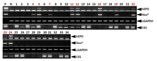 PCR analyses of G0 LNC-hEPOW transgenic chickens in the sixth experiment. Genomic DNA was isolated from the blood of 34 hatched chickens and was subjected to PCR analysis. For positive (Lane P) and negative (Lane N) controls, plasmid DNA (pLNC-hEPOW), and genomic DNA isolated from non-transgenic chicken blood were used, respectively