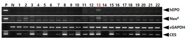 PCR analyses of G0 LNC-hEPOW transgenic chickens in the seventh experiment. Genomic DNA was isolated from the blood of 22 hatched chickens and was subjected to PCR analysis. For positive (Lane P) and negative (Lane N) controls, plasmid DNA (pLNC-hEPOW), and genomic DNA isolated from non-transgenic chicken blood were used, respectively