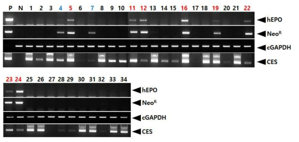 PCR analyses of G0 LNC-hEPOW transgenic chickens in the eighth experiment. Genomic DNA was isolated from the blood of 34 hatched chickens and was subjected to PCR analysis. For positive (Lane P) and negative (Lane N) controls, plasmid DNA (pLNC-hEPOW), and genomic DNA isolated from non-transgenic chicken blood were used, respectively