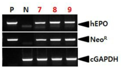 PCR analyses of sperm DNA in G0 LNC-hEPOW transgenic chickens. Genomic DNA was isolated from the sperm of male chickens and was subjected to PCR analyses. For positive (Lane P) and negative (Lane N) controls, plasmid DNA (pLNC-hEPOW), and genomic DNA isolated from non-transgenic chicken blood was used, respectively