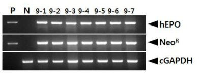 PCR analyses of G1 LNC-hEPOW transgenic chicks derived from transgenic rooster no. LNC-hEPO 9. Genomic DNA was isolated from the blood of hatched chicks and was subjected to PCR analysis. For positive (Lane P) and negative (Lane N) controls, plasmid DNA (pLNC-hEPOW), and genomic DNA isolated from non-transgenic chicken blood were used, respectively