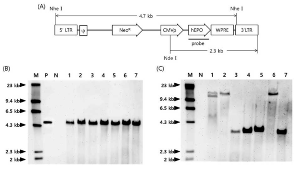 (A) Structure of the LNChEPOW provirus. The approximate position of the probe for Southern blotting is shown just below the hEPO gene. Selected restriction enzyme sites in the provirus sequence are also indicated. Drawing is not to scale. (B and C) Southern blot analysis of G1 transgenic chickens. Genomic DNA of chickens was digested with Nhe I (B) or Nde I (C) and hybridized with the hEPO gene probe. Nhe I cuts both ends of the provirus DNA, while Nde I makes only a single cut within the same DNA sequence. Lane M, molecular size markers; lane P, pLNC-hEPOW plasmid DNA; lane N, non-transgenic control chick; lanes 1 ∼ 7, transgenic G1 chickens sired by a transgenic G0 rooster (chicken No. LNC-hEPO 9)