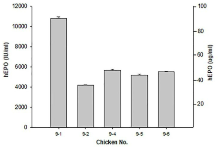 Expression of the hEPO gene in G1 transgenic chickens. The levels of hEPO secreted into the blood taken from 17 week-old chicks were measured by ELISA as described in the materials and methods. The data were obtained from experiments performed in triplicate and are presented as the mean ±SD