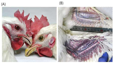 Abnormalities of transgenic chickens expressing hEPO. (A) Compared to the non-transgenic chicken control (right), the transgenic chicken (LNC-hEPO 9-4) on the left has a prominent reddish color around the eye (B). The dissected wings of transgenic (bottom) and control (top) chickens. Vasodilation of the blood vessels is evident in the transgenic chickens