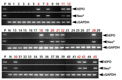 PCR analyses of G2 LNC-hEPOW transgenic chicks derived from transgenic rooster no. LNC-hEPO 9-4. Genomic DNA was isolated from the blood of hatched chicks and was subjected to PCR analysis. For positive (Lane P) and negative (Lane N) controls, plasmid DNA (pLNC-hEPOW), and genomic DNA isolated from non-transgenic chicken blood were used, respectively