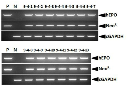 Genomic DNA PCR analyses of G2 LNC-hEPOW transgenic chickens derived from transgenic rooster no. 9-4. Genomic DNA was isolated from the blood of hatched chicks and was subjected to PCR analysis. For positive (Lane P) and negative (Lane N) controls, plasmid DNA (pLNC-hEPOW), and genomic DNA isolated from non-transgenic chicken blood were used, respectively