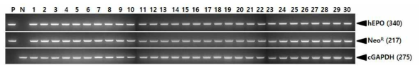 Genomic DNA PCR analyses of G3 LNC-hEPOW transgenic chickens derived from transgenic rooster no. 9-4-12. Genomic DNA was isolated from the blood of hatched chicks and was subjected to PCR analysis. For positive (Lane P) and negative (Lane N) controls, plasmid DNA (pLNC-hEPOW), and genomic DNA isolated from non-transgenic chicken blood were used, respectively