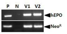 RT-PCR analysis of the hEPO and neomycin resistant gene in viral RNA. Lane P, plasmid DNA (pLNOv23-hEPOW) as positive control; lane N, negative control; lane V1 and V2, LNOv23-hEPOW virus