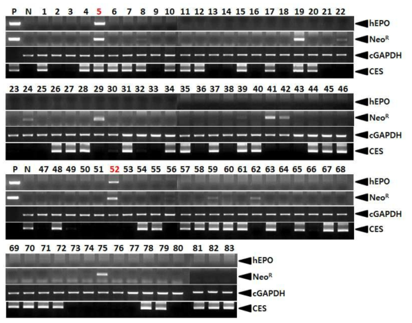 PCR analyses of G0 LNOv23p-hEPOW transgenic chickens in the first experiment. Genomic DNA was isolated from the blood of 10 hatched chickens and was subjected to PCR analysis. For positive (Lane P) and negative (Lane N) controls, plasmid DNA (pLNOv23-hEPOW), and genomic DNA isolated from non-transgenic chicken blood were used, respectively