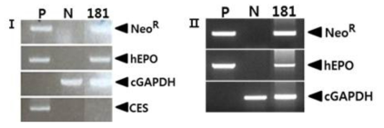 PCR analyses of G0 LNOv23-hEPOW transgenic chickens. Genomic DNA was isolated from the blood (Ⅰ) and sperm (Ⅱ) of hatched chickens and was subjected to PCR analyses. For positive (Lane P) and negative (Lane N) controls, plasmid DNA (pLNOv23-hEPOW), and genomic DNA isolated from non-transgenic chicken blood was used, respectively