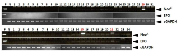 PCR analyses of G1 LNOv23-hEPOW transgenic chickens. Genomic DNA was isolated from the blood of hatched chickens and was subjected to PCR analysis. For positive (Lane P) and negative (Lane N) controls, plasmid DNA (pLNOv23-hEPOW), and genomic DNA isolated from non-transgenic chicken blood were used, respectively