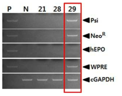 PCR analyses of genomic DNA in G1 LNOv23-hEPOW transgenic chickens. Genomic DNA was isolated from the blood of hatched chickens and was subjected to PCR analyses. For positive (Lane P) and negative (Lane N) controls, plasmid DNA (pLNOv23-hEPOW), and genomic DNA isolated from non-transgenic chicken blood was used, respectively