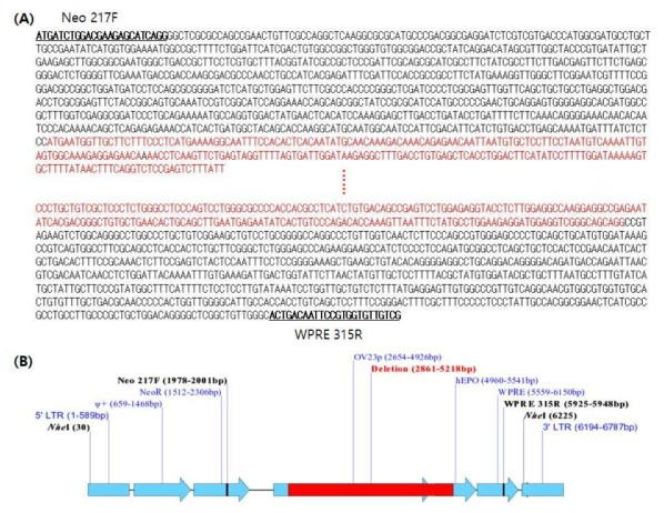 (A) DNA sequencing data. (B) Schematic deleted region of LNOv23-hEPOW provirus. The presumable deletion regions were shown in red