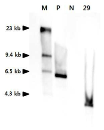 Southern blot analysis of G1 transgenic chickens. Genomic DNA of chickens was digested with NheⅠ and hybridized with the Neomycin resistance gene probe (Neo). Lane M, molecular size markers; lane P, pLNOv23-hEPOW plasmid DNA; lane N, non-transgenic control chick; lanes 29, transgenic G1 chicken sired by a transgenic G0 rooster