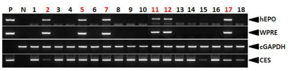 PCR analyses of G0 FIV-Ov19p-hEPOW transgenic chickens in the first experiment. Genomic DNA was isolated from the blood of 18 hatched chickens and was subjected to PCR analysis. For positive (Lane P) and negative (Lane N) controls, plasmid DNA (pFIV-Ov19p-hEPOW), and genomic DNA isolated from non-transgenic chicken blood were used, respectively