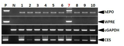 PCR analyses of G0 FIV-Ov19p-hEPOW transgenic chickens in the second experiment. Genomic DNA was isolated from the blood of 10 hatched chickens and was subjected to PCR analysis. For positive (Lane P) and negative (Lane N) controls, plasmid DNA (pFIV-Ov19p-hEPOW), and genomic DNA isolated from non-transgenic chicken blood were used, respectively