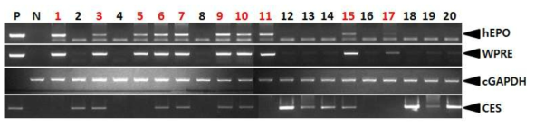 PCR analyses of G0 FIV-Ov19p-hEPOW transgenic chickens in the third experiment. Genomic DNA was isolated from the blood of 20 hatched chickens and was subjected to PCR analysis. For positive (Lane P) and negative (Lane N) controls, plasmid DNA (pFIV-Ov19p-hEPOW), and genomic DNA isolated from non-transgenic chicken blood were used, respectively