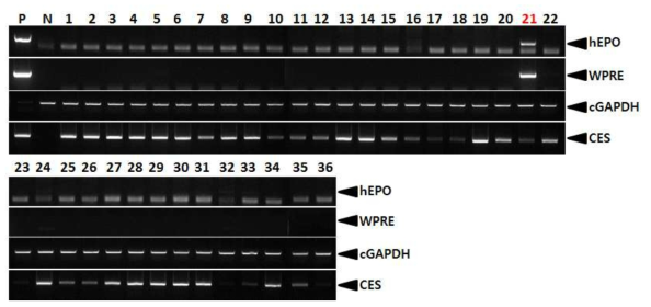 PCR analyses of G0 FIV-Ov19p-hEPOW transgenic chickens in the forth experiment. Genomic DNA was isolated from the blood of 36 hatched chickens and was subjected to PCR analysis. For positive (Lane P) and negative (Lane N) controls, plasmid DNA (pFIV-Ov19p-hEPOW), and genomic DNA isolated from non-transgenic chicken blood were used, respectively