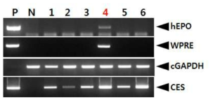 PCR analyses of G0 FIV-Ov19p-hEPOW transgenic chickens in the fifth experiment. Genomic DNA was isolated from the blood of 6 hatched chickens and was subjected to PCR analysis. For positive (Lane P) and negative (Lane N) controls, plasmid DNA (pFIV-Ov19p-hEPOW), and genomic DNA isolated from non-transgenic chicken blood were used, respectively