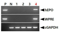 PCR analyses of G0 FIV-Ov19p-hEPOW transgenic chickens in the sixth experiment. Genomic DNA was isolated from the blood of 6 hatched chickens and was subjected to PCR analysis. For positive (Lane P) and negative (Lane N) controls, plasmid DNA (pFIV-Ov19p-hEPOW), and genomic DNA isolated from non-transgenic chicken blood were used, respectively