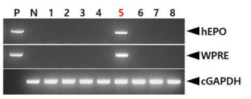 PCR analyses of G0 FIV-Ov19p-hEPOW transgenic chickens in the seventh experiment. Genomic DNA was isolated from the blood of 6 hatched chickens and was subjected to PCR analysis. For positive (Lane P) and negative (Lane N) controls, plasmid DNA (pFIV-Ov19p-hEPOW), and genomic DNA isolated from non-transgenic chicken blood were used, respectively