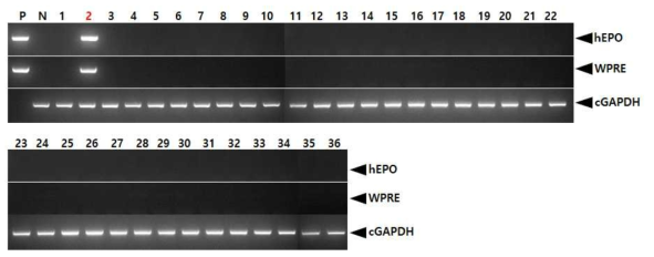 PCR analyses of G0 FIV-Ov19p-hEPOW transgenic chickens in the eighth experiment. Genomic DNA was isolated from the blood of 6 hatched chickens and was subjected to PCR analysis. For positive (Lane P) and negative (Lane N) controls, plasmid DNA (pFIV-Ov19p-hEPOW), and genomic DNA isolated from non-transgenic chicken blood were used, respectively