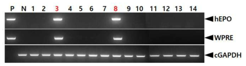 PCR analyses of G0 FIV-Ov19p-hEPOW transgenic chickens in the ninth experiment. Genomic DNA was isolated from the blood of 14 hatched chickens and was subjected to PCR analysis. For positive (Lane P) and negative (Lane N) controls, plasmid DNA (pFIV-Ov19p-hEPOW), and genomic DNA isolated from non-transgenic chicken blood were used, respectively