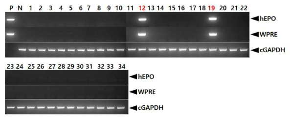 PCR analyses of G0 FIV-Ov19p-hEPOW transgenic chickens in the tenth experiment. Genomic DNA was isolated from the blood of 34 hatched chickens and was subjected to PCR analysis. For positive (Lane P) and negative (Lane N) controls, plasmid DNA (pFIV-Ov19p-hEPOW), and genomic DNA isolated from non-transgenic chicken blood were used, respectively