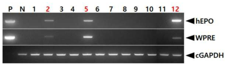 PCR analyses of G0 FIV-Ov19p-hEPOW transgenic chickens in the eleventh experiment. Genomic DNA was isolated from the blood of 12 hatched chickens and was subjected to PCR analysis. For positive (Lane P) and negative (Lane N) controls, plasmid DNA (pFIV-Ov19p-hEPOW), and genomic DNA isolated from non-transgenic chicken blood were used, respectively