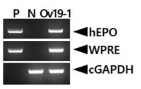 PCR analyses of sperm DNA in G0 FIV-Ov19-hEPOW transgenic chickens. Genomic DNA was isolated from the sperm of male chickens and was subjected to PCR analyses. For positive (Lane P) and negative (Lane N) controls, plasmid DNA (pFIV-Ov19-hEPOW), and genomic DNA isolated from non-transgenic chicken sperm was used, respectively