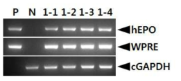 PCR analyses of G1 FIV-Ov19-hEPOW transgenic chicks derived from transgenic rooster no. Ov19-1 during the first period. Genomic DNA was isolated from the blood of hatched chicks and was subjected to PCR analysis. For positive (Lane P) and negative (Lane N) controls, plasmid DNA (pFIV-Ov19-hEPOW), and genomic DNA isolated from non-transgenic chicken blood were used, respectively