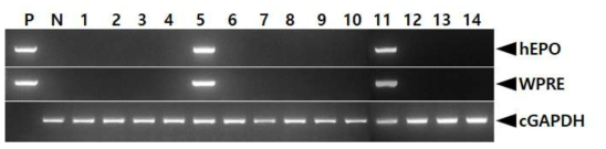 PCR analyses of G1 FIV-Ov19-hEPOW transgenic chicks derived from transgenic rooster no. Ov19-1 during the second period. Genomic DNA was isolated from the blood of hatched chicks and was subjected to PCR analysis. For positive (Lane P) and negative (Lane N) controls, plasmid DNA (pFIV-Ov19-hEPOW), and genomic DNA isolated from non-transgenic chicken blood were used, respectively