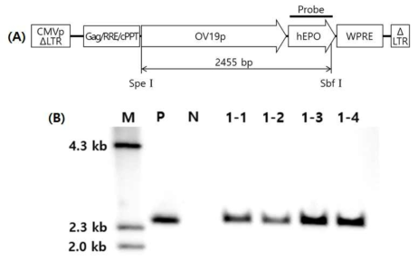 (A) Structure of the FIV-Ov19-hEPOW provirus. The approximate position of the probe for Southern blotting is shown just below the hEPO gene. Selected restriction enzyme sites in the provirus sequence are also indicated. Drawing is not to scale. (B) Southern blot analysis of G1 transgenic chickens. Genomic DNA of chickens was digested with Spe I and Sbf I and hybridized with the hEPO gene probe. Lane M, molecular size markers; lane P, pFIV-Ov19-hEPOW plasmid DNA; lane N, non-transgenic control chick; lanes 1-1 ∼ 1-4, four transgenic G1 chickens sired by a transgenic G0 rooster (chicken No. Ov19-1)