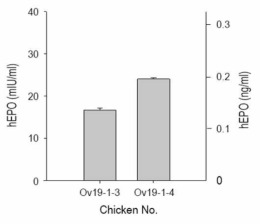 Expression of the hEPO gene in FIV-Ov19p-hEPOW G1 transgenic chickens. The levels of hEPO secreted into the blood taken from 24 week-old chicks were measured by ELISA. The data were obtained from experiments performed in triplicate and are presented as the mean + SD