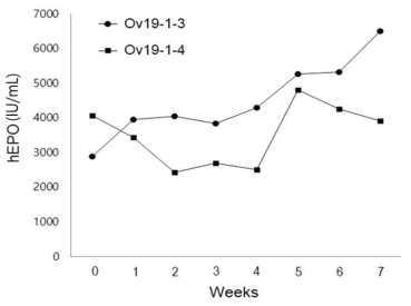 Expression of the hEPO gene in egg white from FIV-Ov19p-hEPOW G1 transgenic chickens. The levels of hEPO secreted into the egg-white of 24 - 31 week-old chicken measured by ELISA. ●and ■ indicate hEPO concentration in egg-white of Ov19-1-3 and Ov19-1-4, respectively