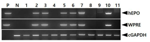 PCR analyses of G2 FIV-Ov19-hEPOW transgenic chicks derived from transgenic rooster no. Ov19-1-3. Genomic DNA was isolated from the blood of hatched chicks and was subjected to PCR analysis. For positive (Lane P) and negative (Lane N) controls, plasmid DNA (pFIV-Ov19-hEPOW), and genomic DNA isolated from non-transgenic chicken blood were used, respectively