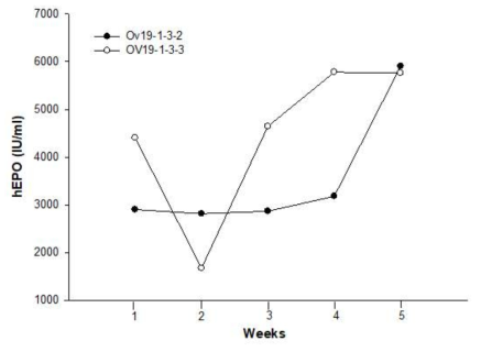 Expression of the hEPO gene in egg white from FIV-Ov19p-hEPOW G2 transgenic chickens. The levels of hEPO secreted into the egg-white of 25 - 29 week-old chicken measured by ELISA. ● and ○ indicate hEPO concentration in egg-white of Ov19-1-3-2 and Ov19-1-3-3, respectively