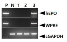 PCR analyses of G3 FIV-Ov19-hEPOW transgenic chicks derived from transgenic rooster no. Ov19-1-3-3. Genomic DNA was isolated from the blood of hatched chicks and was subjected to PCR analysis. For positive (Lane P) and negative (Lane N) controls, plasmid DNA (pFIV-Ov19-hEPOW), and genomic DNA isolated from non-transgenic chicken blood were used, respectively