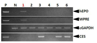 PCR analyses of G0 FIV-Ov23p-hEPOW transgenic chickens in the first experiment. Genomic DNA was isolated from the blood of 6 hatched chickens and was subjected to PCR analysis. For positive (Lane P) and negative (Lane N) controls, plasmid DNA (pFIV-Ov23p-hEPOW), and genomic DNA isolated from non-transgenic chicken blood were used, respectively