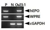 PCR analyses of sperm DNA in G0 FIV-Ov23-hEPOW transgenic chickens. Genomic DNA was isolated from the sperm of male chickens and was subjected to PCR analyses. For positive (Lane P) and negative (Lane N) controls, plasmid DNA (pFIV-Ov23-hEPOW), and genomic DNA isolated from non-transgenic chicken sperm was used, respectively