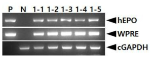 PCR analyses of G1 FIV-Ov23-hEPOW transgenic chicks derived from transgenic rooster no. Ov23-1. Genomic DNA was isolated from the blood of hatched chicks and was subjected to PCR analysis. For positive (Lane P) and negative (Lane N) controls, plasmid DNA (pFIV-Ov23-hEPOW), and genomic DNA isolated from non-transgenic chicken blood were used, respectively