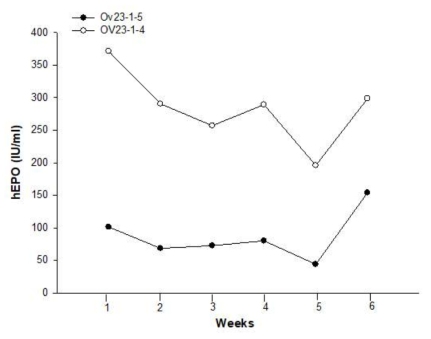 Expression of the hEPO gene in egg white from FIV-Ov23p-hEPOW G1 transgenic chickens. The levels of hEPO secreted into the egg-white of 25 - 29 week-old chicken measured by ELISA. ○ and ● indicate hEPO concentration in egg-white of Ov23-1-4 and Ov23-1-5, respectively